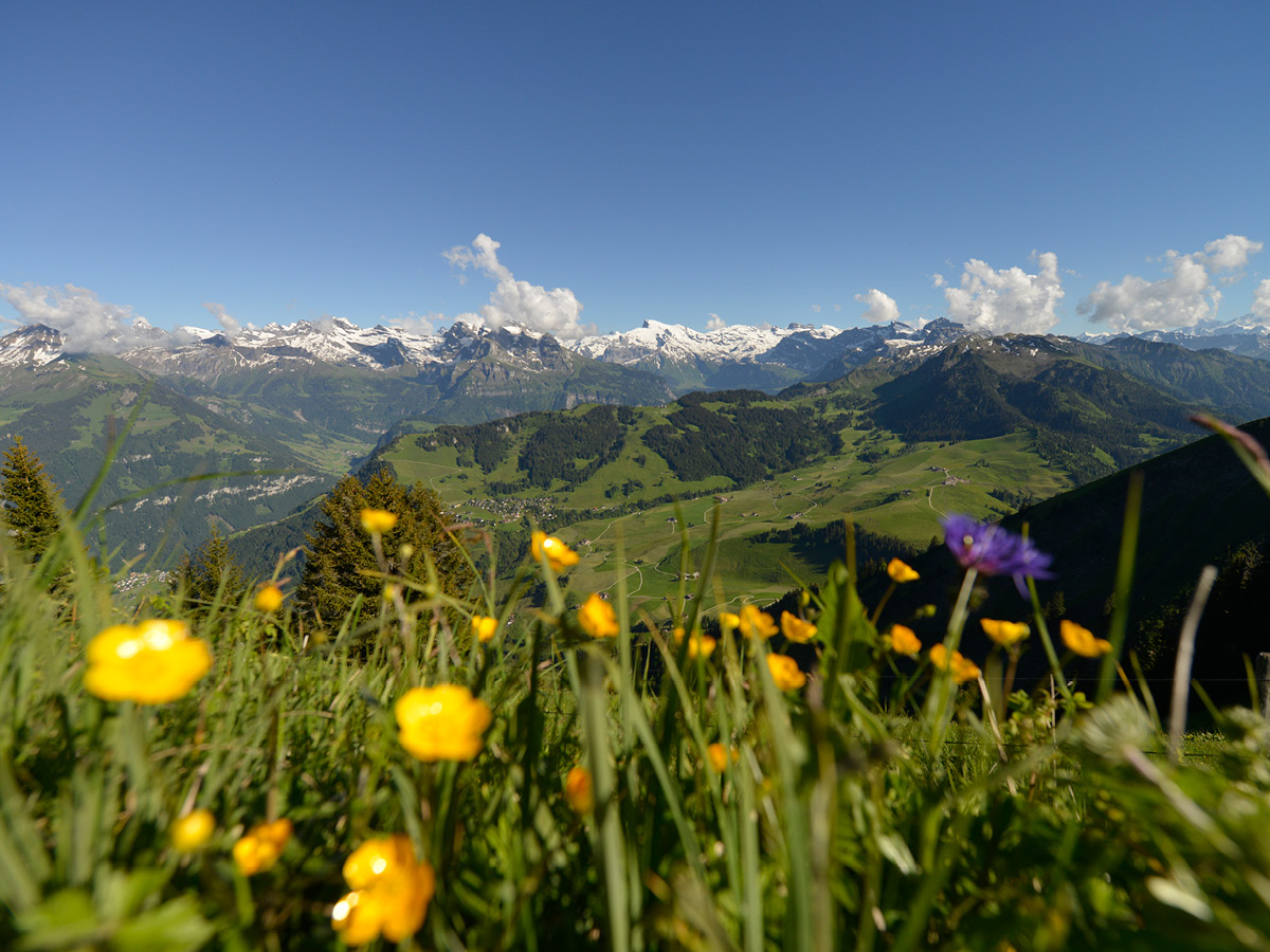 Biodiversité grâce à la zone protégée