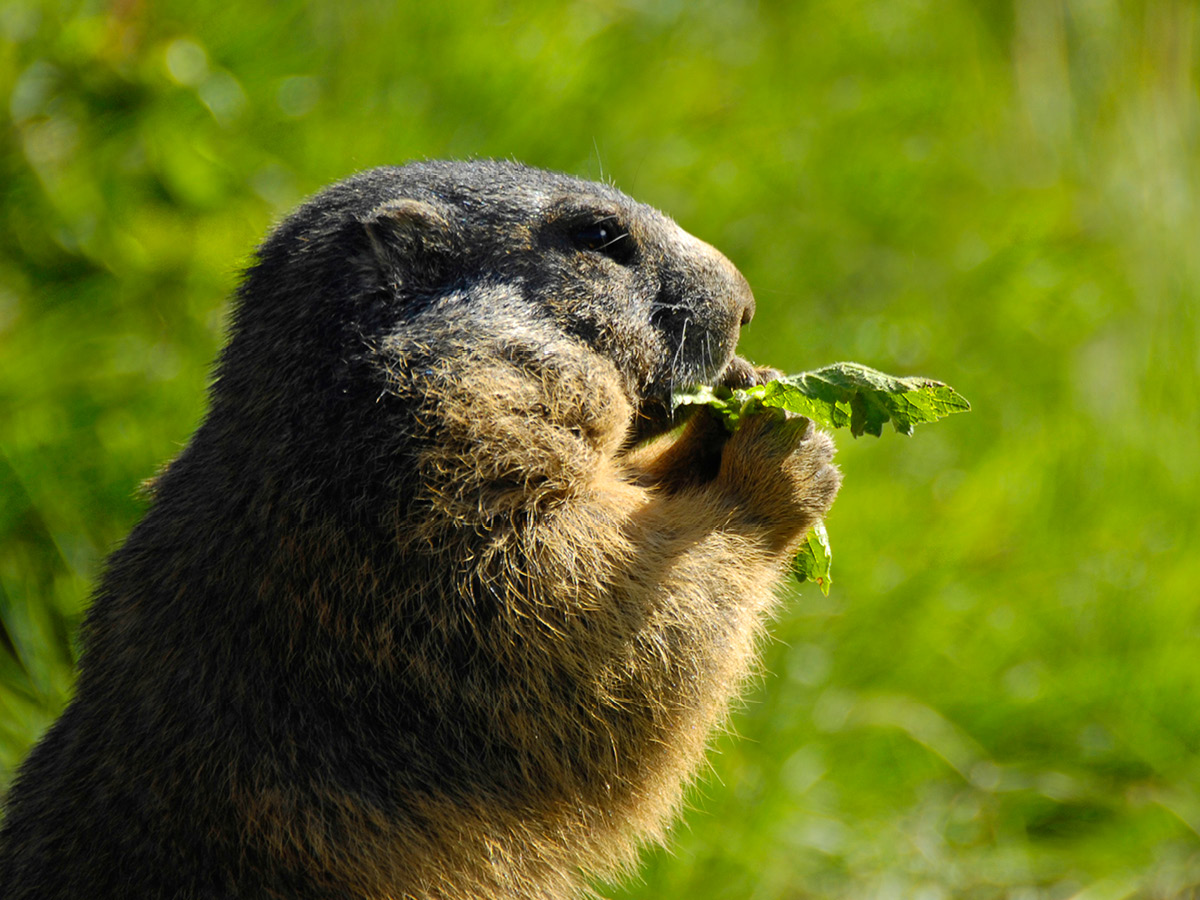 Marmots on the Stanserhorn